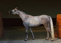 Purebred Arabian Horse, portrait of a dapple gray mare with jewelry bridle in dark background