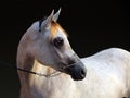 Purebred Arabian Horse, portrait of a dapple gray mare Royalty Free Stock Photo