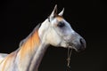 Purebred Arabian Horse, portrait of a dapple gray mare Royalty Free Stock Photo