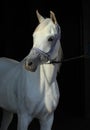 Purebred Arabian Horse, portrait of a dapple grey mare with jewelry bridle Royalty Free Stock Photo