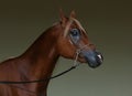 Purebred Arabian Horse, portrait in dark background Royalty Free Stock Photo