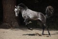 Purebred Arabian Horse, portrait grey mare