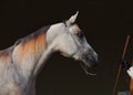 Purebred Arabian Horse, portrait of a grey mare in dark background Royalty Free Stock Photo