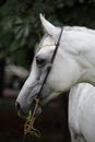 Purebred Arabian Horse, portrait of a grey mare with jewelry bridle