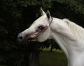 Purebred Arabian Horse, portrait of a grey mare with jewelry bridle