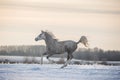 Beautiful grey arabian horse running free across the snowy field. Royalty Free Stock Photo