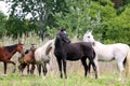 Purebred arabian mares and foals on natural environment Royalty Free Stock Photo