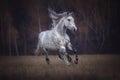 Beautiful grey arabian horse running free. Royalty Free Stock Photo