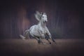 Beautiful grey arabian horse running free. Royalty Free Stock Photo