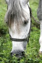 Purebred arabian youngster peacefully grazed on a green lawn Royalty Free Stock Photo