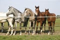 Purebred arabian youngsters looking over corral gate at summertime Royalty Free Stock Photo