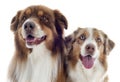 Australian shepherds Royalty Free Stock Photo