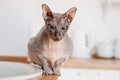 Purebred bald Sphynx cat grey tabby sitting on kitchen Royalty Free Stock Photo