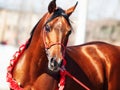 Purebred bay arabian stallion portrait in movement Royalty Free Stock Photo