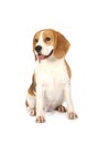 Purebred Beagle dog isolated on white background Royalty Free Stock Photo