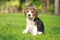 Purebred beagle dog looking for somthing