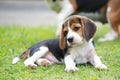 Purebred beagle dog looking for somthing