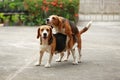 Purebred beagle dog are now receptive in mating Royalty Free Stock Photo