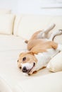 Purebred beagle lying on the sofa