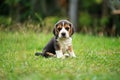 Purebred beagle puppy is learning the world