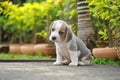 Purebred beagle puppy is learning the world