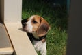 Purebred beagle puppy lying on the grass in the outdoor garden. dog beagle on the walk in the park outdoor Royalty Free Stock Photo