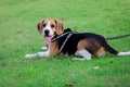 Purebred beagle puppy lying on the grass in the outdoor garden. dog beagle on the walk in the park outdoor Royalty Free Stock Photo