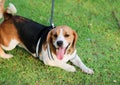 Purebred beagle puppy lying on the grass in the outdoor garden. dog beagle on the walk in the park outdoor. Beagle Royalty Free Stock Photo