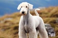 Purebred beautiful breed of dog Bedlington Terrier dog, nature background.