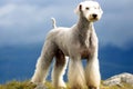 Purebred beautiful breed of dog Bedlington Terrier dog, nature background.