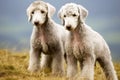 Purebred beautiful breed of dog Bedlington Terrier dog, nature background.