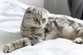 Purebred beautiful cat on a white bed. The Scottish Fold cat lays on its back and shows a fluffy belly. Plenty of room