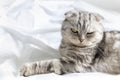 Purebred beautiful cat on a white bed. The Scottish Fold cat lays on its back and shows a fluffy belly. Plenty of room