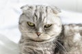 Purebred beautiful cat on a white bed. The Scottish Fold cat lays on its back and shows a fluffy belly. Plenty of room