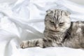 Purebred beautiful cat on a white bed. The Scottish Fold cat lays on its back and shows a fluffy belly. Plenty of room