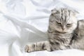 Purebred beautiful cat on a white bed. The Scottish Fold cat lays on its back and shows a fluffy belly. Plenty of room