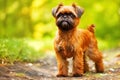 Purebred purebred beautiful dog breed Brussels Griffon, background nature.