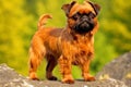 Purebred purebred beautiful dog breed Brussels Griffon, background nature.