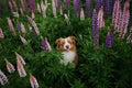 Purebred beautiful dog sitting among wild flowers in green grass. View from above. Aussie puppy. Australian Shepherd Royalty Free Stock Photo