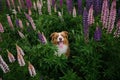 Purebred beautiful dog sitting among wild flowers in green grass. View from above. Aussie puppy. Australian Shepherd Royalty Free Stock Photo