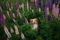 Purebred beautiful dog sitting among wild flowers in green grass. View from above. Aussie puppy. Australian Shepherd Royalty Free Stock Photo