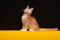 Purebred beautiful Maine Coon cat on a black-yellow background