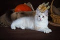 Purebred beautiful Neva masquerade cat, kitten on a brown background. Harvest of autumn vegetables and fruits in baskets Royalty Free Stock Photo