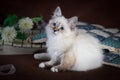 Purebred beautiful Neva masquerade cat, kitten on a brown background. Pillows and flowers as decoration.