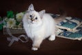 Purebred beautiful Neva masquerade cat, kitten on a brown background. Pillows and flowers as decoration.