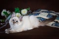 Purebred beautiful Neva masquerade cat, kitten on a brown background. Pillows and flowers as decoration.