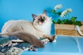 Purebred beautiful Neva masquerade cat, kitten on a brown background. Pillows and flowers as decoration.