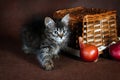 Purebred beautiful Suberian cat, kitten on a brown background. Harvest of autumn vegetables and fruits in baskets as Royalty Free Stock Photo