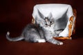 Purebred beautiful Suberian cat, kitten on a brown background. Harvest of autumn vegetables and fruits in baskets as Royalty Free Stock Photo