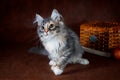 Purebred beautiful Suberian cat, kitten on a brown background. Harvest of autumn vegetables and fruits in baskets as Royalty Free Stock Photo